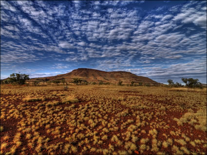 The Governor - Near Newman - WA (PBH3 00 9798)