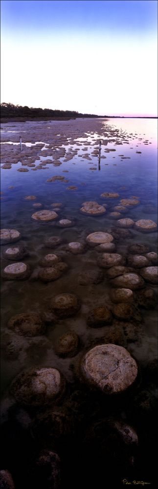 Thrombolites at Yalgorup NP - WA (PB00 4567)