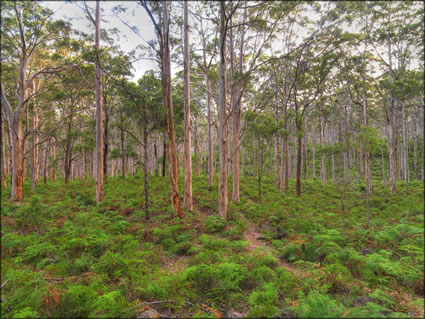 Trees - Margaret River - WA (PBH3 00 5505)