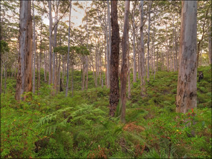 Trees - Margaret River - WA (PBH3 00 5507)