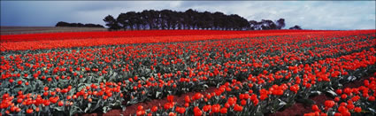 Tulips Field of Reds - Wynyard - TAS