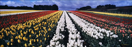 Tulips White Yellow Pink - TAS (PB 000710)