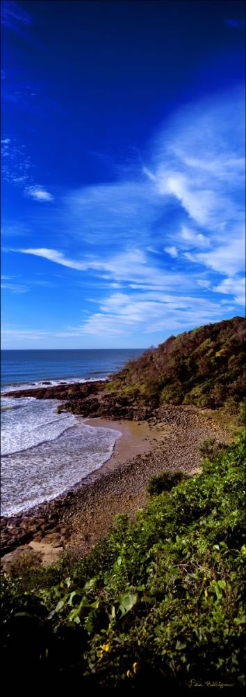 Vertical Pandanus Coolum 1 - QLD (PB 003153)