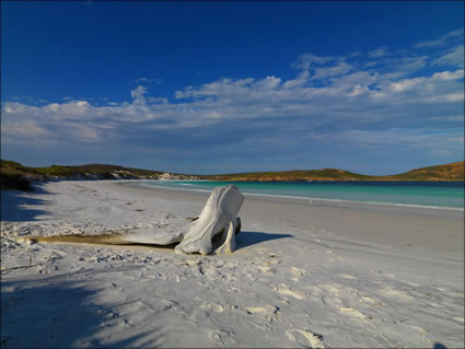 Whale Bone- WA SQ (PBH3 00 0852)