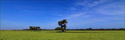 Wheatfield - Munglinup - WA (PBH3 00 4424)