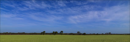 Wheatfield - Munglinup - WA (PBH3 00 4426)