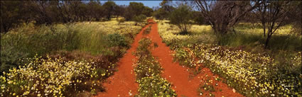 Wildflower Road - WA (PBH3 00 3704)