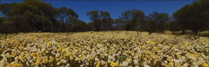 Wildflowers - WA (PBH3 00 3697)