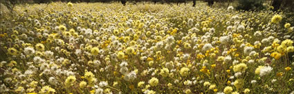 Wildflowers - WA (PBH3 00 3698)