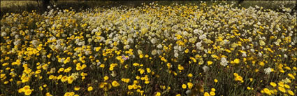 Wildflowers - WA (PBH3 00 3700)