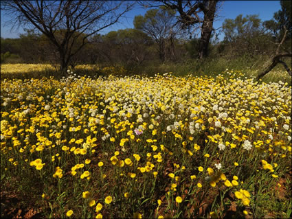 Wildflowers - WA (PBH3 00 3701)