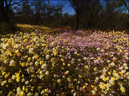 Wildflowers - WA (PBH3 00 3702)