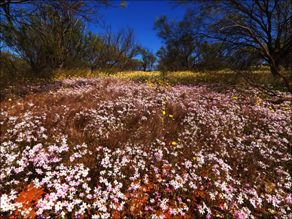 Wildflowers - WA (PBH3 00 3703)