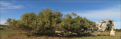 Windswept Tree - WA (PBH3 00 2670)