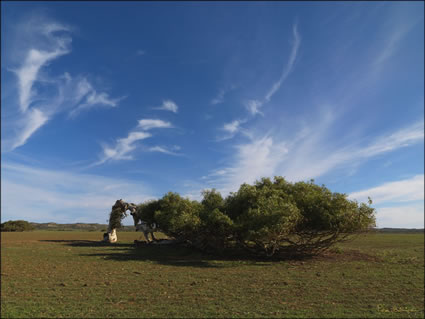 Windswept Tree - WA (PBH3 00 2671)