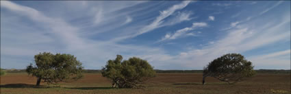 Windswept Trees - WA (PBH3 00 2668)