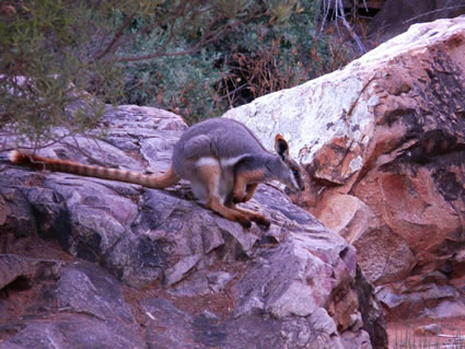 Yellow Footed Rock Wallaby P1050534