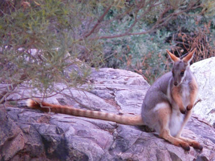 Yellow Footed Rock Wallaby P1050535