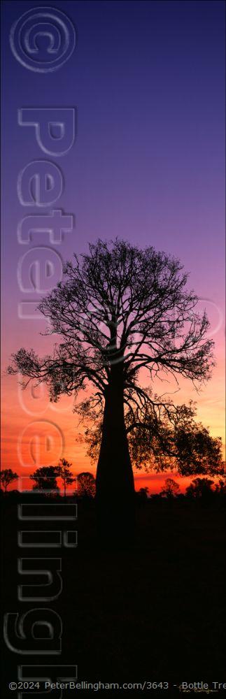 Peter Bellingham Photography Bottle Tree Sunset Vertical - QLD (PB00 4739)