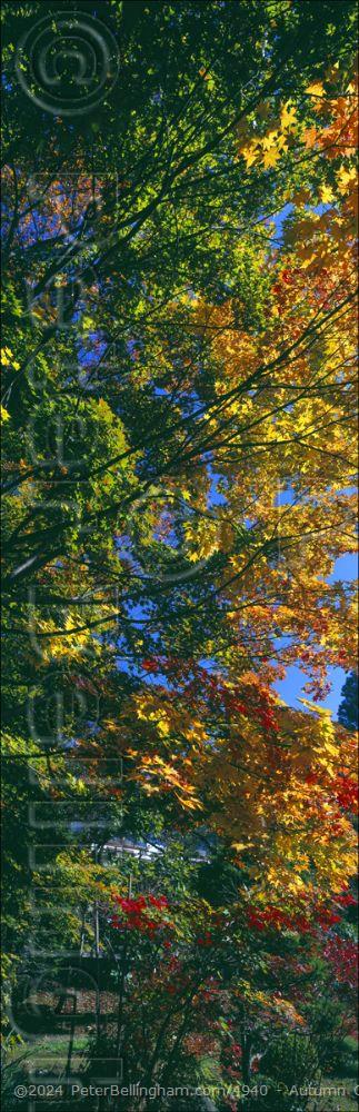Peter Bellingham Photography Autumn Colours - Japan (PB00 6138)