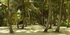 Aitutaki Palm Trees (PBH3 00 1285).