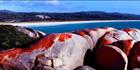 Bay of Fires 6 - TAS (PB00 4384)