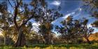 Brachina Gorge - SA T (PBH3 00 22110)