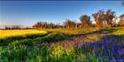 Canola - Temora - NSW (PBH3 00 23280)