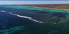 Ningaloo Reef  - WA (PBH3 00 7809)