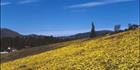 Daisy Field Vertical - TAS