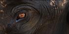 Elephant Eye H (PBH3 00 13742)