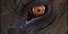 Elephant Eye V (PBH3 00 13742)