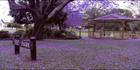 Grafton Jacarandas See Park - NSW (PB00 3720)