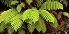 Green ferns - TAS (PB00 1944)
