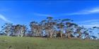 Gum Trees - Maria Island TAS (PB00 5641)