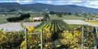 Home Hill Vineyard - TAS (PB00 5738)