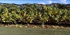 Home Hill Vineyard - TAS (PB00 5739)