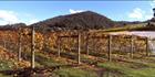 Home Hill Vineyard - TAS (PB00 5740)