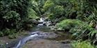 Lamington Stream (PB00 1949)
