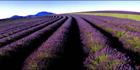 Lavender Hill - TAS