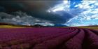 Lavender and Dark Clouds - TAS