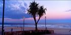 Maroochydore Beach Panadanus 1-QLD (PB003379)