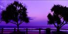 Maroochydore Beach Panadanus 2-QLD (PB 003380)