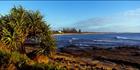 Moffat Beach Panadanus 1 - QLD (PB003393)