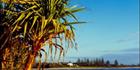 Moffat Beach Pandanus Vertical 1 - QLD (PB003394)