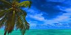 Palm Tree - Raratonga H (PBH3 00 1239)