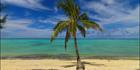 Palm Tree - Raratonga (PBH3 00 1227)