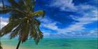 Palm Tree - Raratonga SQ (PBH3 00 1239)