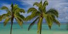 Palm Trees - Raratonga  H (PBH3 00 1257)