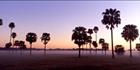 Palm Trees at Maroochydore 2 -QLD (PB00 4445)